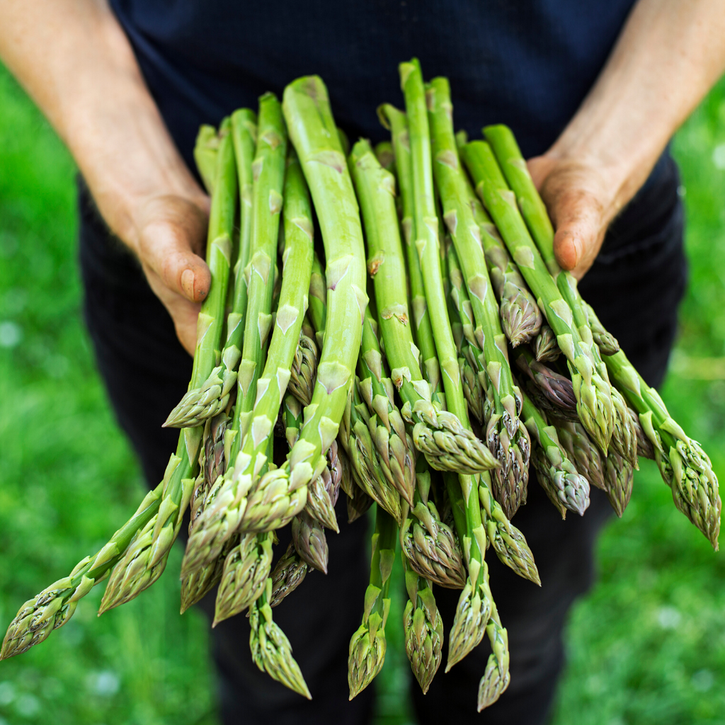 Fresh Asparagus from Dalton White Farms